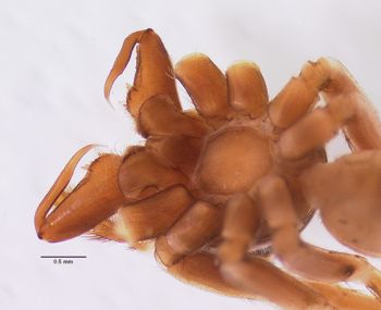 Media type: image; Invertebrate Zoology 21477
